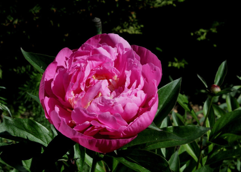 Pivoine Alexandre Dumas