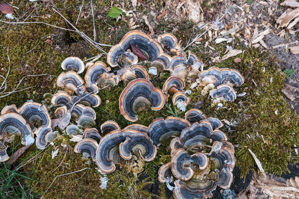 Champignons sur une souche