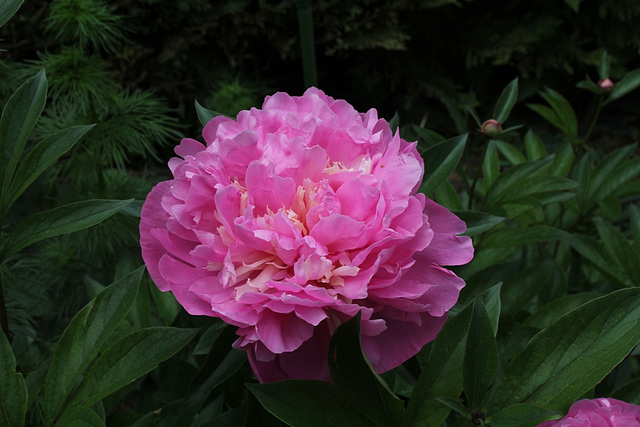 Pivoine Alexandre Dumas