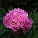 Pivoine Alexandre Dumas