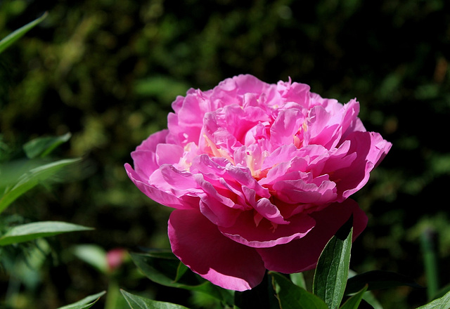 Pivoine Alexandre Dumas