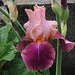 Iris Carnaby (2)