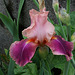 Iris Carnaby (3)