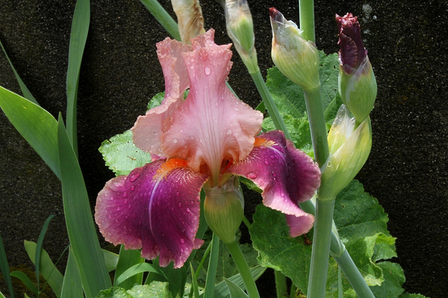 Iris Carnaby (4)