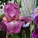 Iris Foolish Fancy (2)