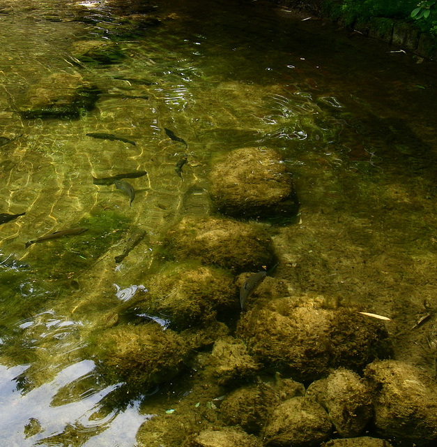 Au fond de la source