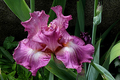 Iris Foolish Fancy (3)