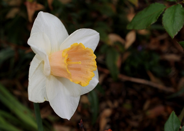Narcisses (2)