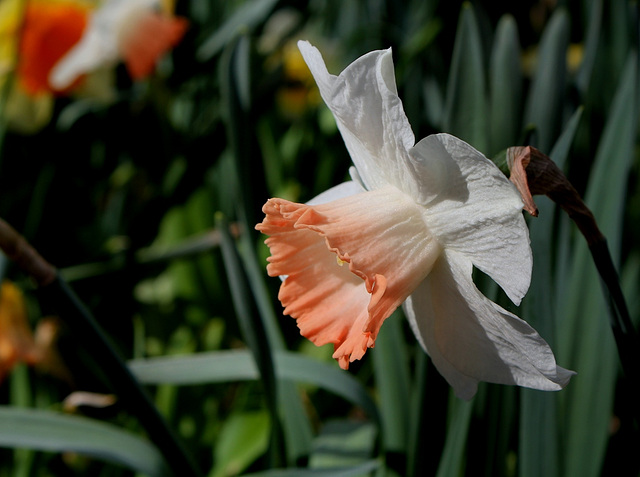 Narcisse "Pink Charm"