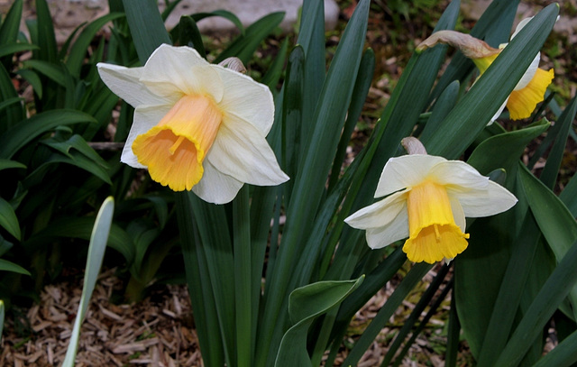 Narcisses (5)