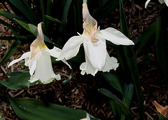 Narcisses trompettes blancs