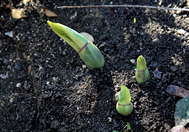 Pousses de Hosta