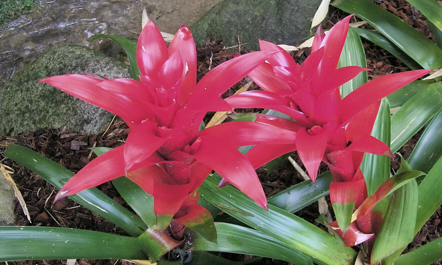 Guzmania