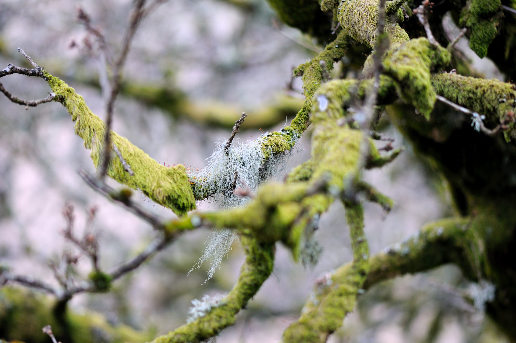 Wistmans Wood - Dartmoor - 120331