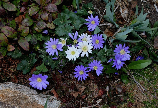 Anemone blanda