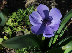 Anemone coronaria