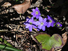 Hepatica nobilis (3)
