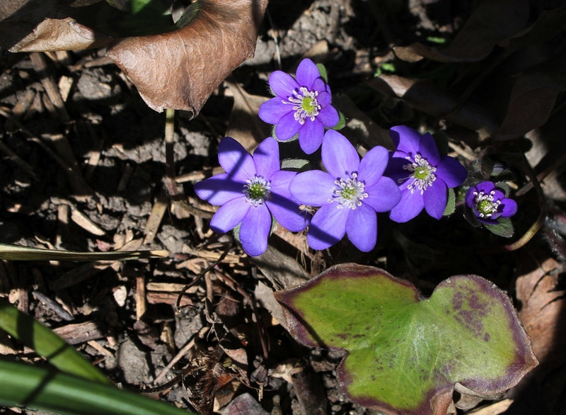 Hepatica nobilis (3)