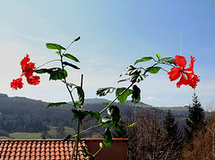 Hibiscus El Capitolio (2)