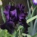 Iris Black Tie Affair