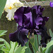 Iris Black Tie Affair (2)