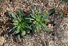 Lewisia cotyledon