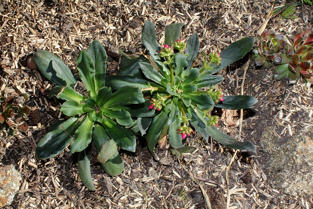 Lewisia cotyledon