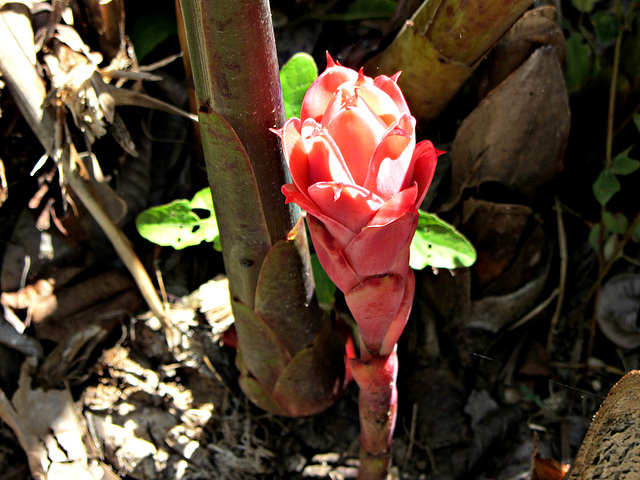 Blüte aus dem NICHTS