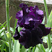 Iris Black Tie Affair (3)