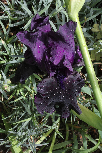 Iris Black Tie Affair (4)