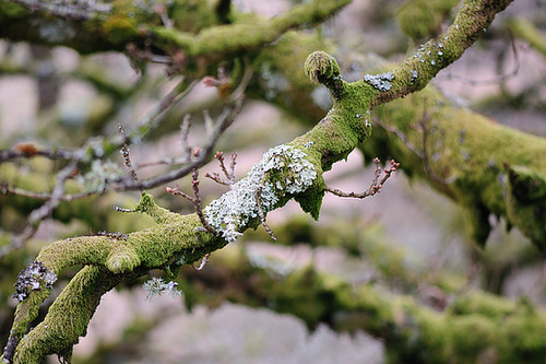 Wistmans Wood - Dartmoor - 120331