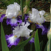 Iris Futuriste (3)