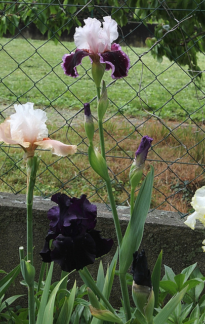 Iris Sweeter than Wine (3)