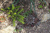 Sempervivum et Sedum Angelina