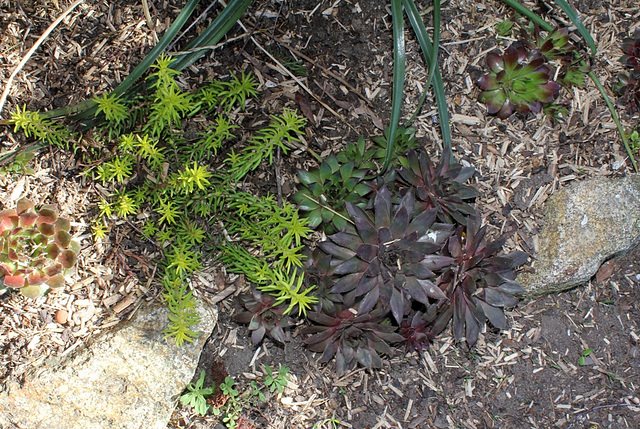 Sempervivum et Sedum Angelina