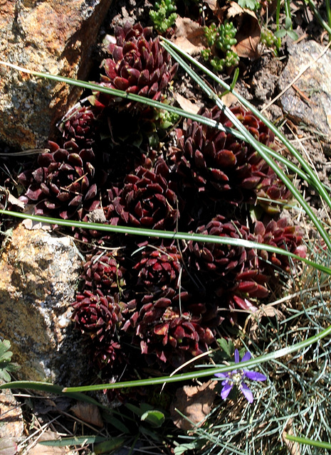 Sempervivum rouge