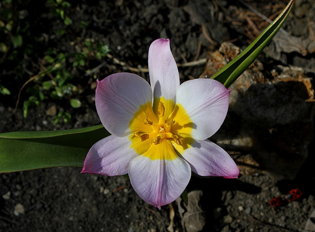 Tulipa bakeri