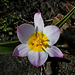 Tulipa bakeri