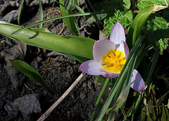 Tulipa bakeri (2)