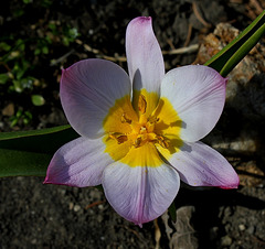 Tulipa bakeri (4)
