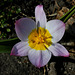 Tulipa bakeri (4)