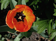 Tulipe Darwin