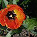 Tulipe Darwin