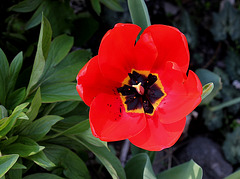 Tulipe Darwin rouge