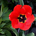 Tulipe Darwin rouge