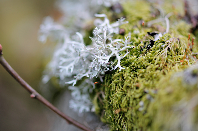 Wistmans Wood - Dartmoor - 120331