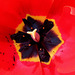 Tulipe Darwin rouge  (2)