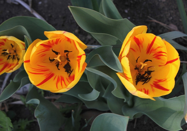 Tulipe 'Juliette'
