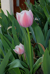 Tulipe triomphe
