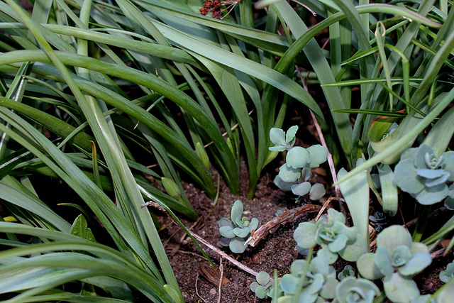 tulipes